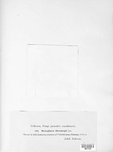 Erysiphe ehrenbergii image